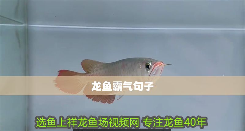 龍魚霸氣句子