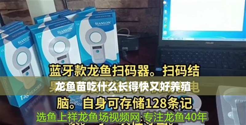 龍魚苗吃什么長得快又好養殖