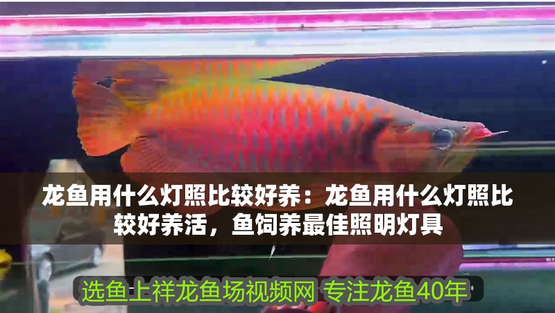 龍魚用什么燈照比較好養：龍魚用什么燈照比較好養活，魚飼養最佳照明燈具