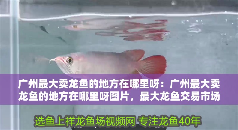 廣州最大賣龍魚的地方在哪里呀：廣州最大賣龍魚的地方在哪里呀圖片，最大龍魚交易市場