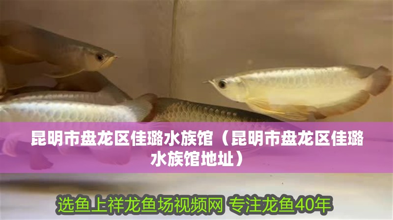 昆明市盤龍區佳璐水族館（昆明市盤龍區佳璐水族館地址）