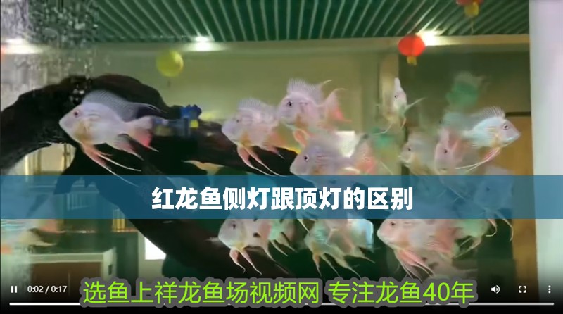 紅龍魚(yú)側(cè)燈跟頂燈的區(qū)別