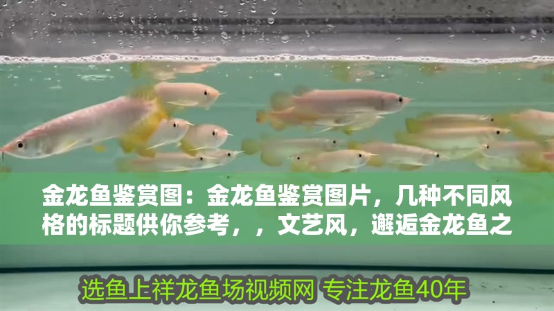 金龍魚鑒賞圖：金龍魚鑒賞圖片，幾種不同風(fēng)格的標(biāo)題供你參考，，文藝風(fēng)，邂逅金龍魚之美，絕美鑒賞圖集，直白風(fēng)，金龍魚高清鑒賞圖片大賞，吸睛風(fēng)，震撼！超清