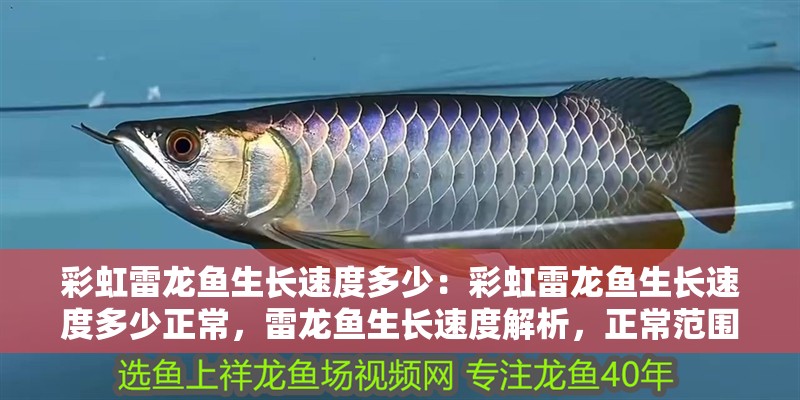 彩虹雷龍魚生長速度多少：彩虹雷龍魚生長速度多少正常，雷龍魚生長速度解析，正常范圍