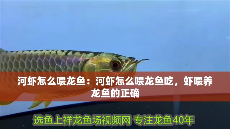 河蝦怎么喂龍魚：河蝦怎么喂龍魚吃，蝦喂養(yǎng)龍魚的正確