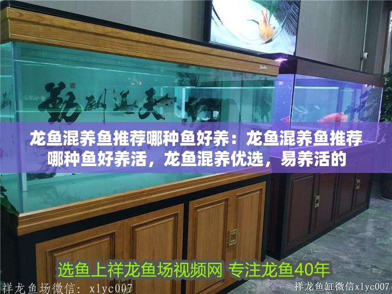 龍魚(yú)混養(yǎng)魚(yú)推薦哪種魚(yú)好養(yǎng)：龍魚(yú)混養(yǎng)魚(yú)推薦哪種魚(yú)好養(yǎng)活，龍魚(yú)混養(yǎng)優(yōu)選，易養(yǎng)活的