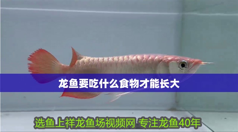 龍魚要吃什么食物才能長大