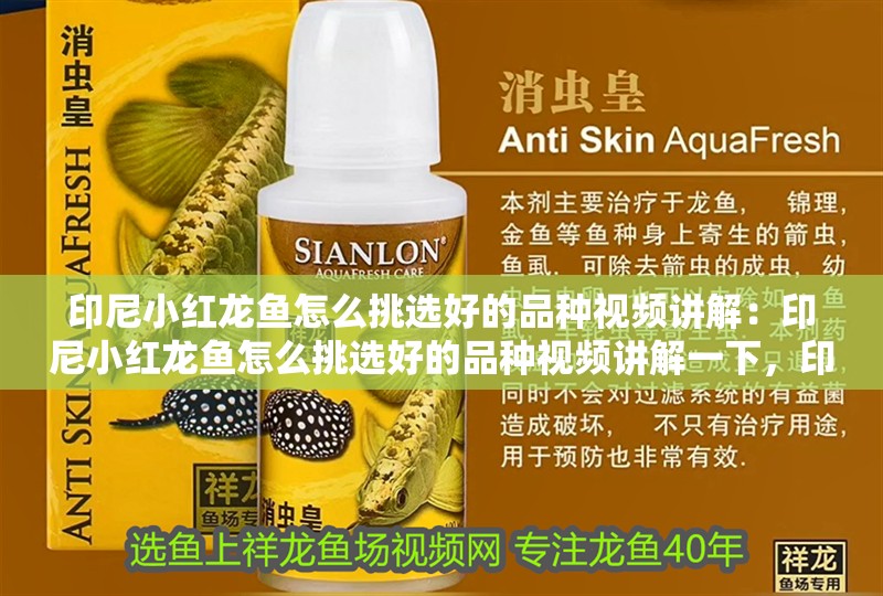 印尼小紅龍魚怎么挑選好的品種視頻講解：印尼小紅龍魚怎么挑選好的品種視頻講解一下，印尼小紅龍魚優(yōu)質(zhì)品種挑選技巧視頻