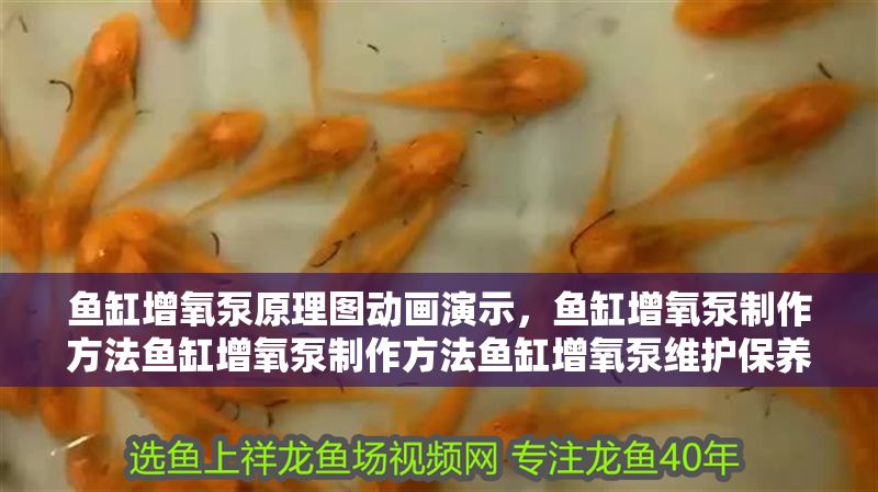 魚缸增氧泵原理圖動畫演示，魚缸增氧泵制作方法魚缸增氧泵制作方法魚缸增氧泵維護(hù)保養(yǎng)指南