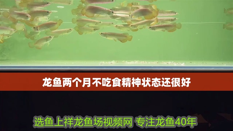 龍魚兩個月不吃食精神狀態還很好