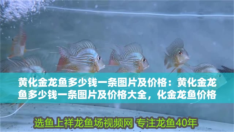黃化金龍魚多少錢一條圖片及價(jià)格：黃化金龍魚多少錢一條圖片及價(jià)格大全，化金龍魚價(jià)格與圖片全解析