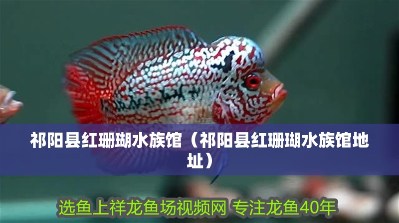 祁陽(yáng)縣紅珊瑚水族館（祁陽(yáng)縣紅珊瑚水族館地址）