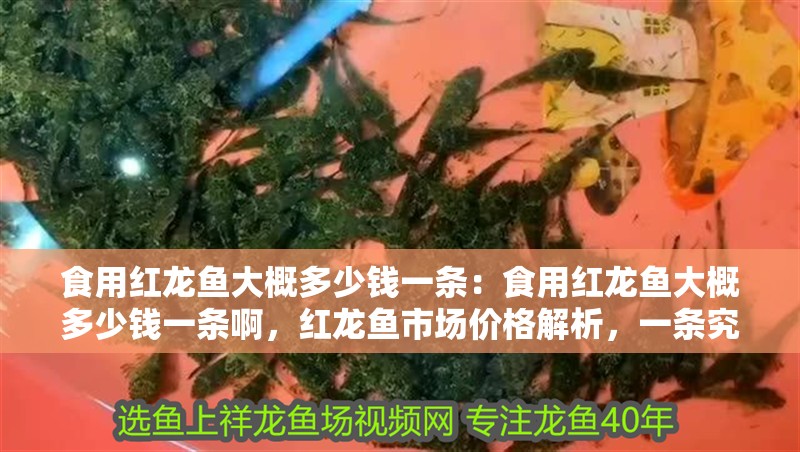 食用紅龍魚大概多少錢一條：食用紅龍魚大概多少錢一條啊，紅龍魚市場價格解析，一條究竟多少錢