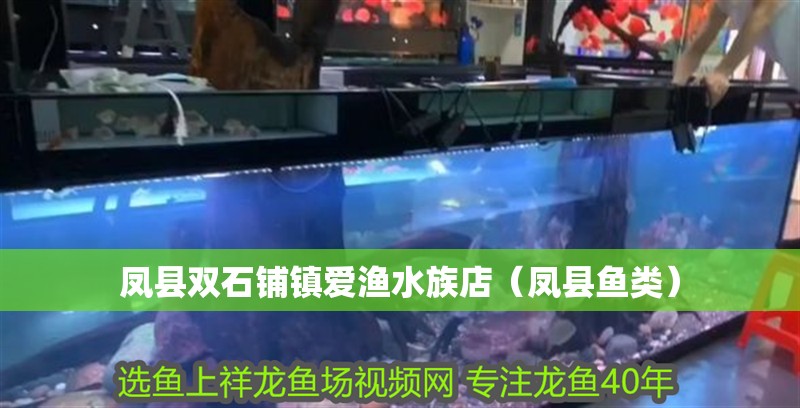 鳳縣雙石鋪鎮(zhèn)愛(ài)漁水族店（鳳縣魚(yú)類(lèi)）