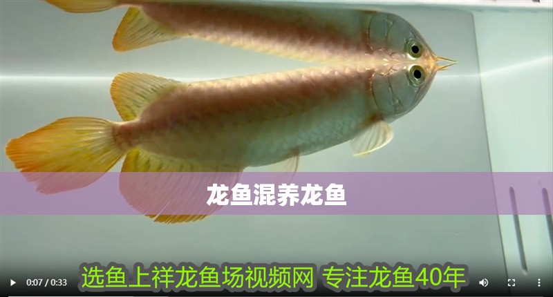 龍魚混養(yǎng)龍魚