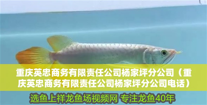 重慶英忠商務有限責任公司楊家坪分公司（重慶英忠商務有限責任公司楊家坪分公司電話）