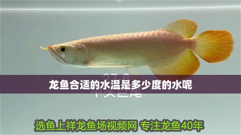 龍魚合適的水溫是多少度的水呢