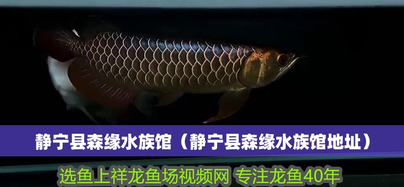 靜寧縣森緣水族館（靜寧縣森緣水族館地址）