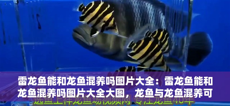 雷龍魚能和龍魚混養嗎圖片大全：雷龍魚能和龍魚混養嗎圖片大全大圖，龍魚與龍魚混養可行性高清