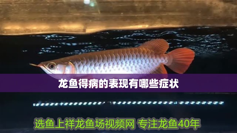 龍魚得病的表現有哪些癥狀