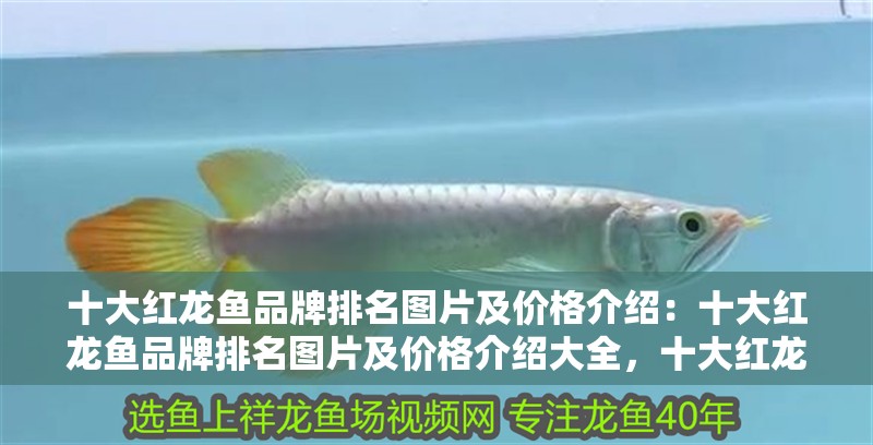 十大紅龍魚品牌排名圖片及價格介紹：十大紅龍魚品牌排名圖片及價格介紹大全，十大紅龍魚品牌排名、圖片與價格全解析