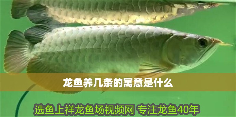 龍魚養幾條的寓意是什么