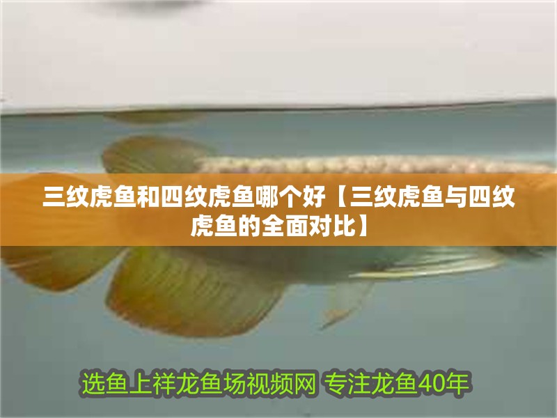 三紋虎魚和四紋虎魚哪個(gè)好【三紋虎魚與四紋虎魚的全面對(duì)比】