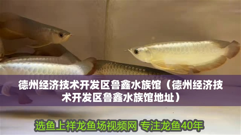 德州經濟技術開發區魯鑫水族館（德州經濟技術開發區魯鑫水族館地址）