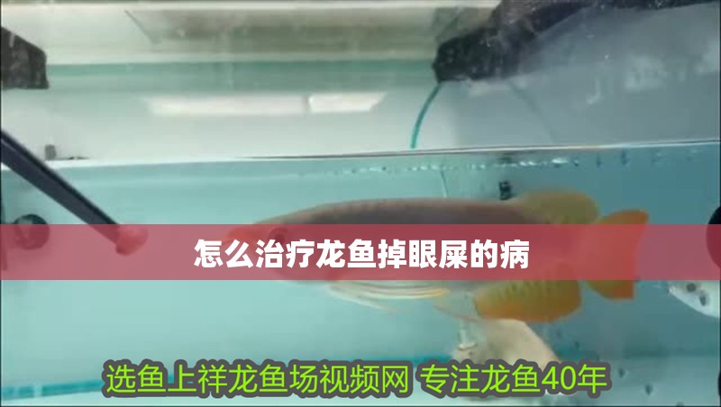 怎么治療龍魚掉眼屎的病