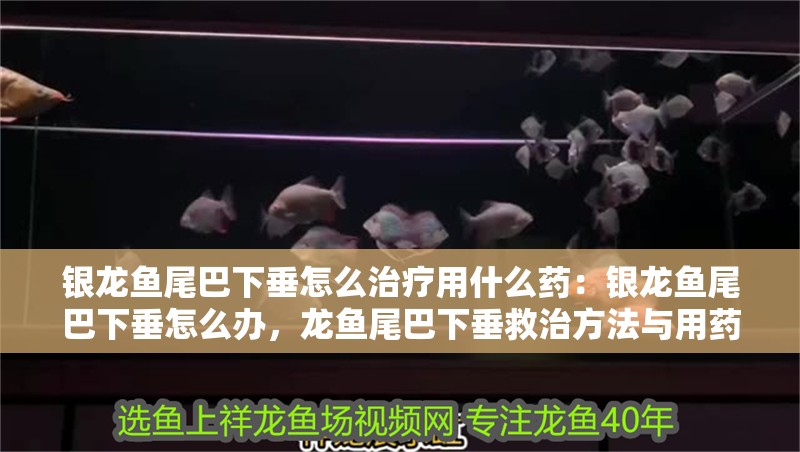 銀龍魚尾巴下垂怎么治療用什么藥：銀龍魚尾巴下垂怎么辦，龍魚尾巴下垂救治方法與用藥指南