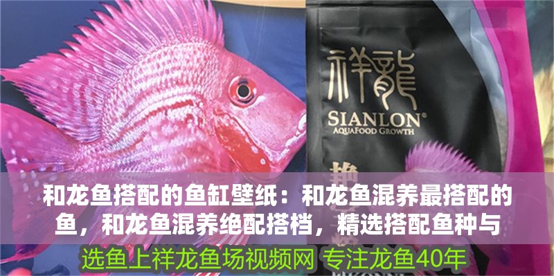 和龍魚搭配的魚缸壁紙：和龍魚混養(yǎng)最搭配的魚，和龍魚混養(yǎng)絕配搭檔，精選搭配魚種與
