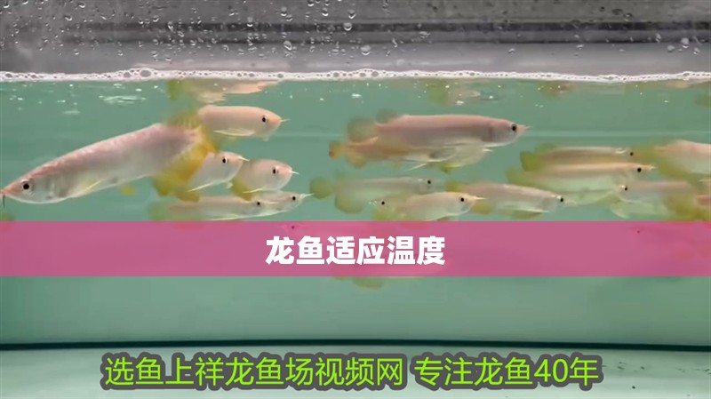 龍魚適應溫度