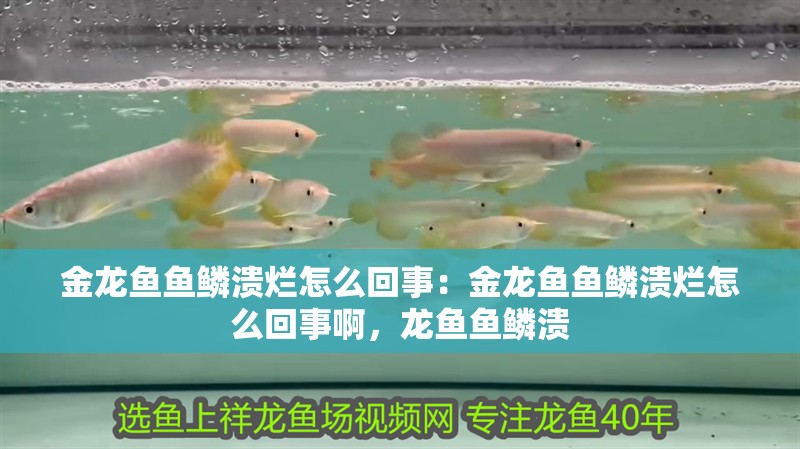金龍魚魚鱗潰爛怎么回事：金龍魚魚鱗潰爛怎么回事啊，龍魚魚鱗潰