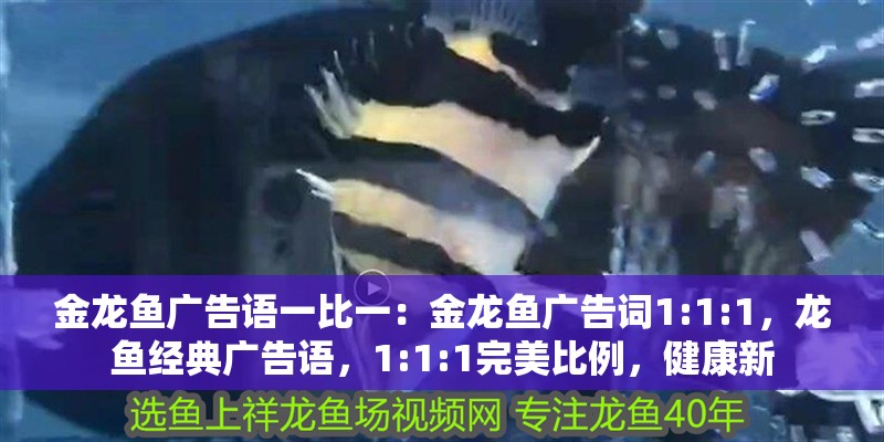 金龍魚廣告語一比一：金龍魚廣告詞1:1:1，龍魚經(jīng)典廣告語，1:1:1完美比例，健康新