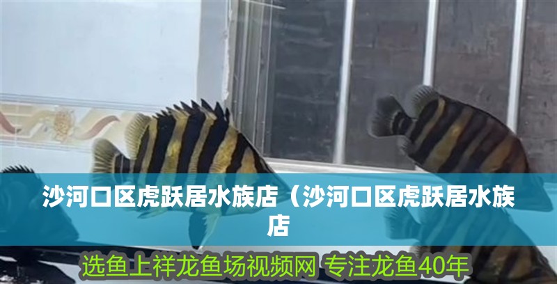 沙河口區虎躍居水族店（沙河口區虎躍居水族店