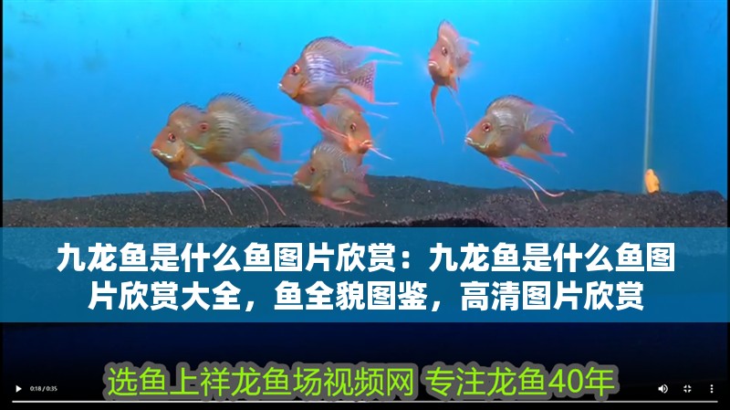 九龍魚是什么魚圖片欣賞：九龍魚是什么魚圖片欣賞大全，魚全貌圖鑒，高清圖片欣賞
