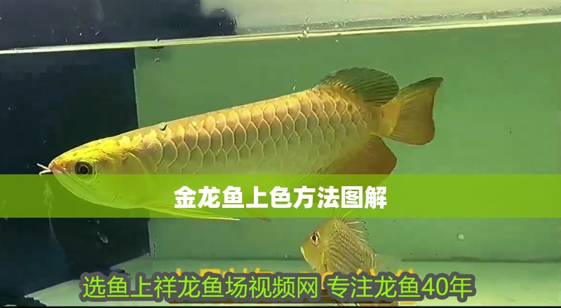 金龍魚上色方法圖解