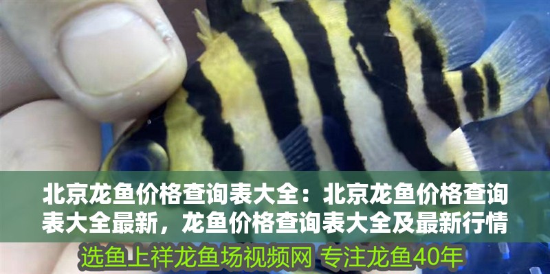 北京龍魚價格查詢表大全：北京龍魚價格查詢表大全最新，龍魚價格查詢表大全及最新行情