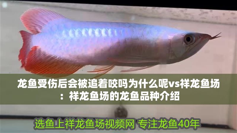 龍魚受傷后會被追著咬嗎為什么呢vs祥龍魚場：祥龍魚場的龍魚品種介紹