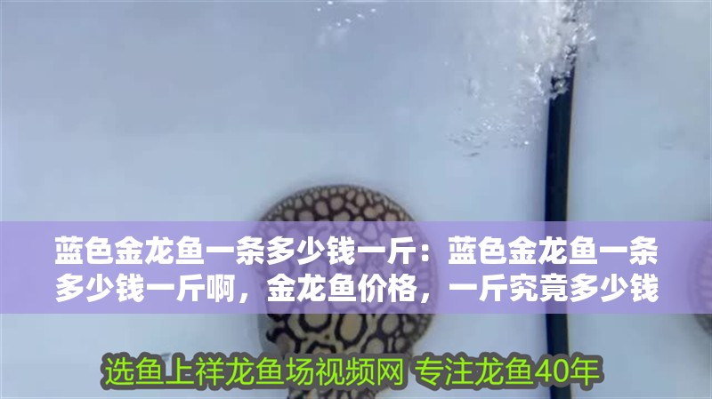 藍色金龍魚一條多少錢一斤:藍色金龍魚一條多少錢一斤啊,金龍魚價格,一斤究竟多少錢? 水族問答 藍色金龍魚一條多少錢一斤:藍色金龍魚一條多少錢一斤啊,金龍魚價格,一斤究竟多少錢? 藍色金龍魚一條多少錢一斤:藍色金龍魚一條多少錢一斤啊,金龍魚價格,一斤究竟多少錢? 水族問答