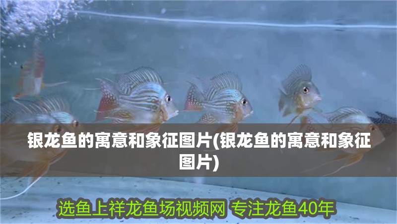銀龍魚的寓意和象征圖片(銀龍魚的寓意和象征圖片)