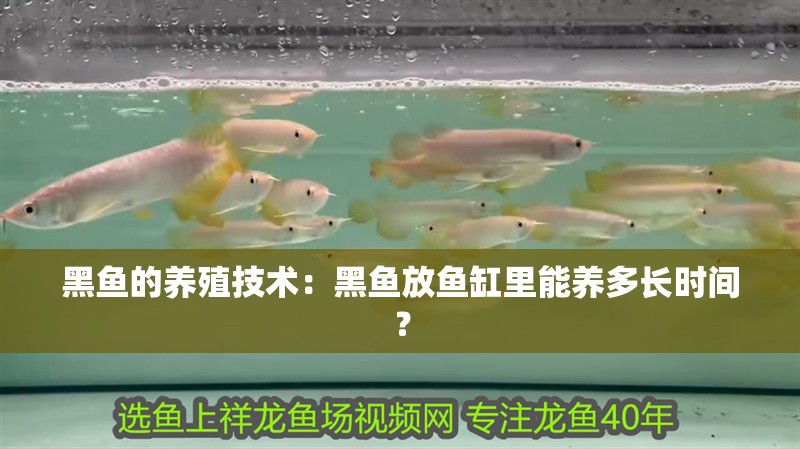 黑魚的養(yǎng)殖技術：黑魚放魚缸里能養(yǎng)多長時間？