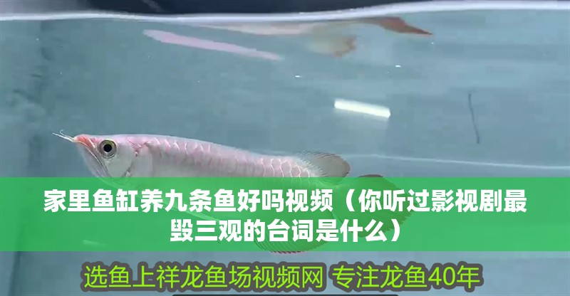 家里魚缸養九條魚好嗎視頻（你聽過影視劇最毀三觀的臺詞是什么）
