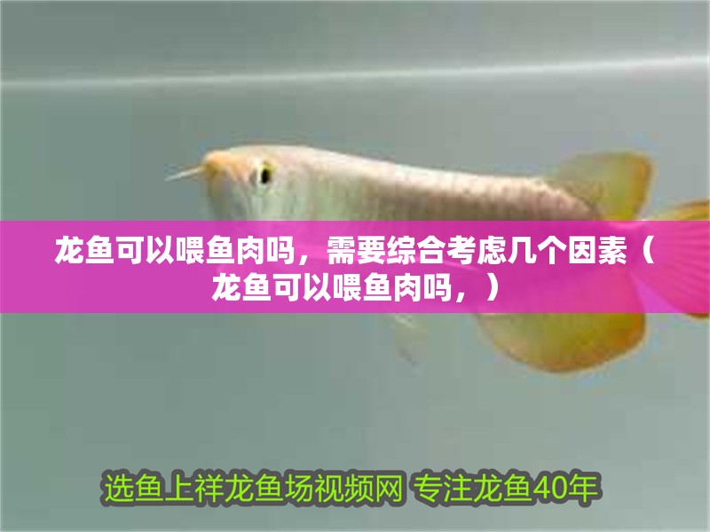 詳細閱讀:龍魚可以喂魚肉嗎,需要綜合考慮幾個因素(龍魚可以喂魚肉嗎,) 龍魚可以喂魚肉嗎,需要綜合考慮幾個因素(龍魚可以喂魚肉嗎,)