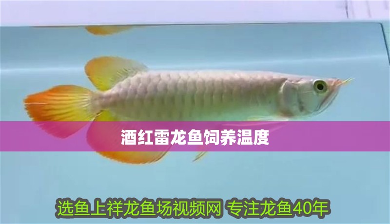 酒紅雷龍魚飼養溫度