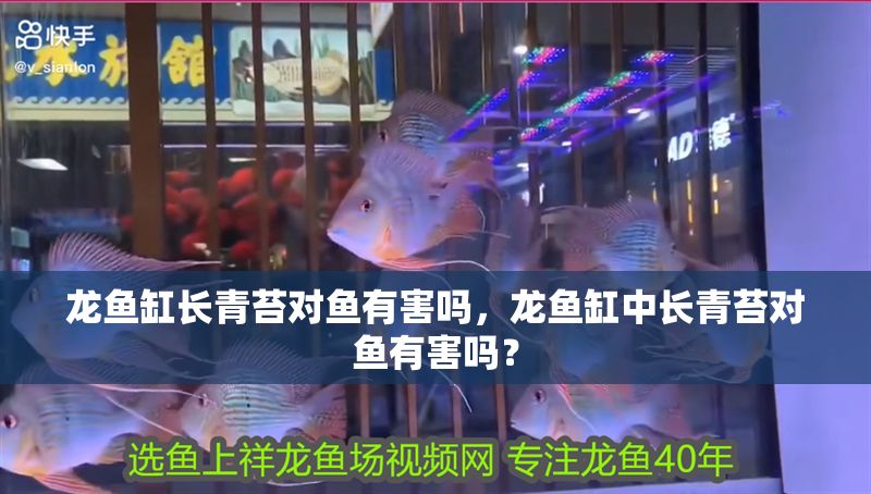 龍魚缸長青苔對魚有害嗎，龍魚缸中長青苔對魚有害嗎？