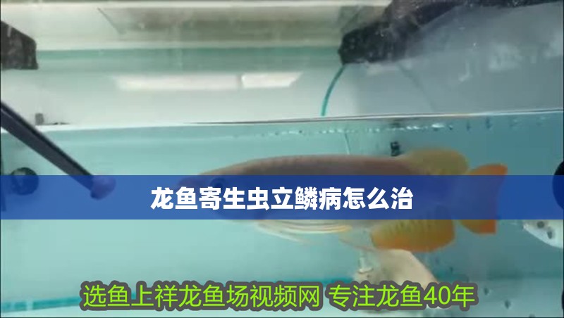 龍魚寄生蟲立鱗病怎么治