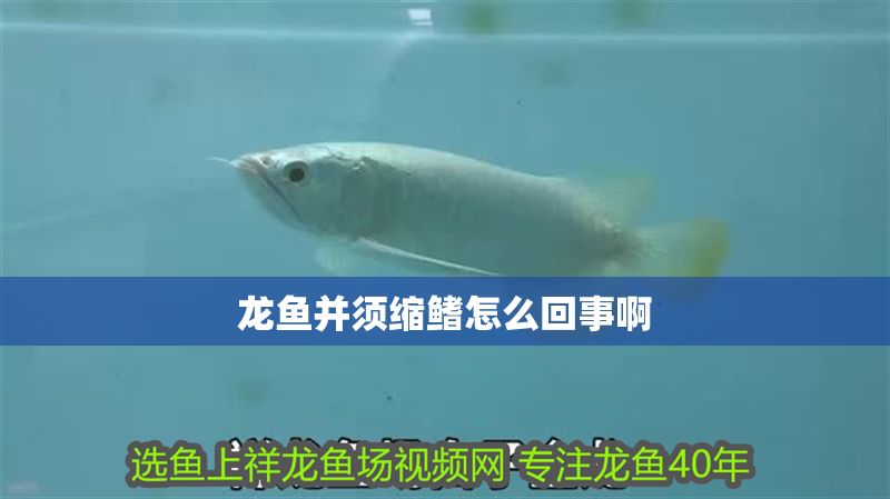 龍魚并須縮鰭怎么回事啊