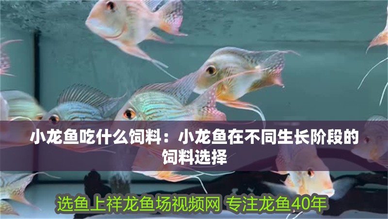 小龍魚吃什么飼料：小龍魚在不同生長階段的飼料選擇