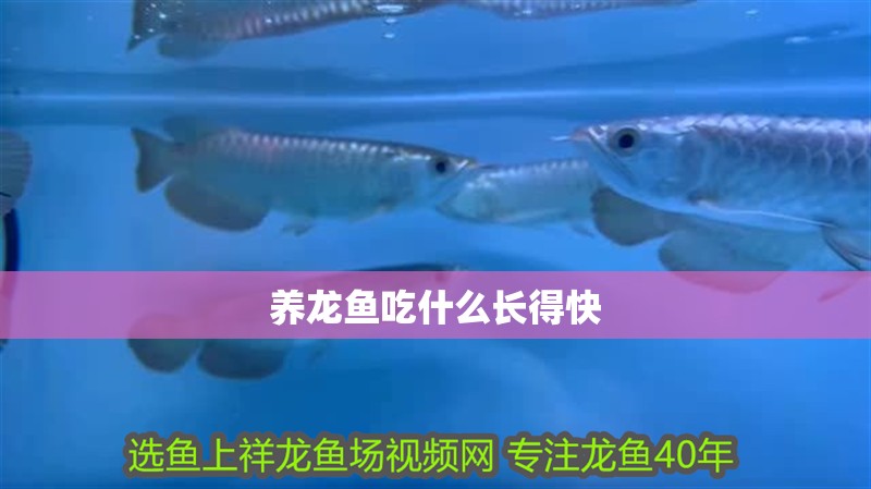 養龍魚吃什么長得快